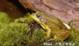 变异牛蛙爆料视频下载,揭秘视频背后的惊人真相