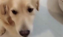 狗狗最新爆料视频,揭秘宠物界的秘密生活