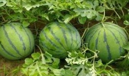 吃瓜官网免费吃瓜,吃瓜官网带你开启瓜界盛宴