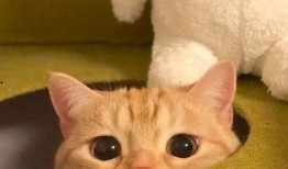 橘猫王者爆料视频在线观看,揭秘游戏幕后精彩瞬间