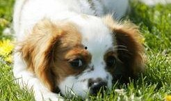 狗狗最新爆料图片高清大图,高清大图揭秘萌宠日常