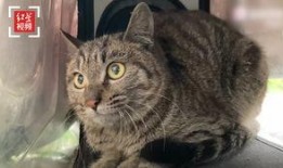 娱乐吃瓜猫咪视频大全免费观看