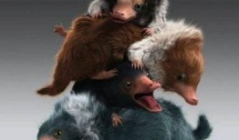 沃神最新爆料罗威