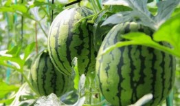 吃瓜官网免费吃瓜,吃瓜官网带你开启瓜界盛宴