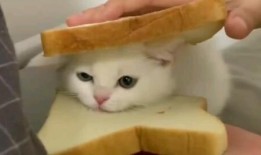 小猫吃鸡爆料视频下载,揭秘萌宠与游戏的趣味互动瞬间