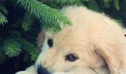 狗狗最新爆料图片高清大图,高清大图揭秘萌宠日常